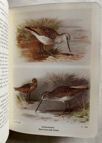 Image 4 of The Birds of the British Isles and their eggs (2)