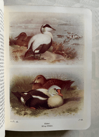 Image 5 of The Birds of the British Isles and their eggs (2)