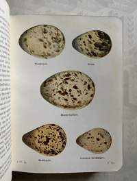 Image 3 of The Birds of the British Isles and their eggs (2)