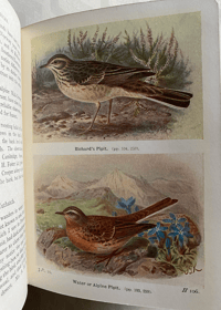 Image 3 of The Birds of the British Isles and their eggs (3)