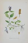 Antique Botanical Prints circa 1916-1926