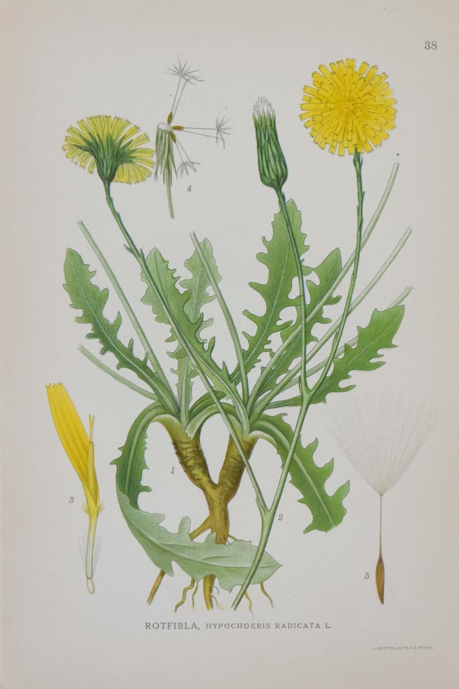 Antique Botanical Prints circa 1916-1926