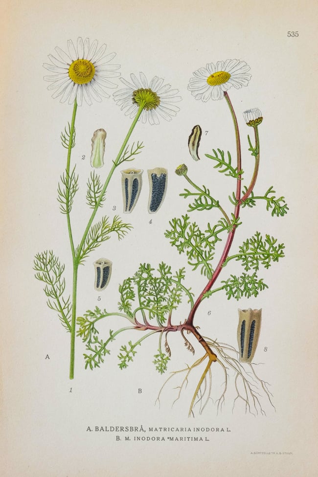 Antique Botanical Prints circa 1916-1926