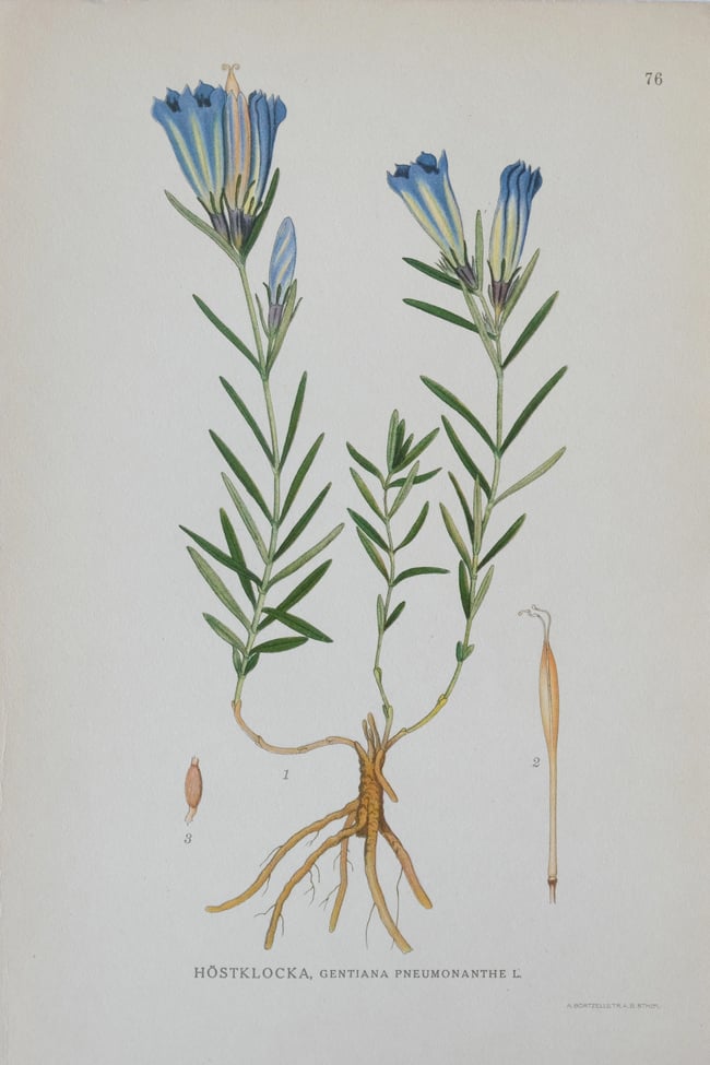 Antique Botanical Prints circa 1916-1926