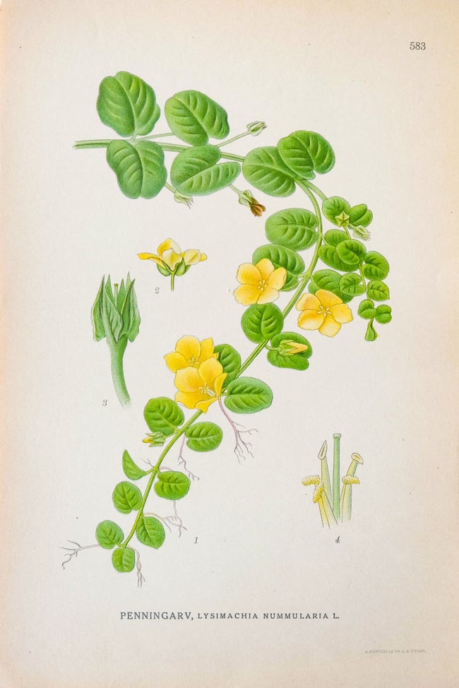 Antique Botanical Prints circa 1916-1926