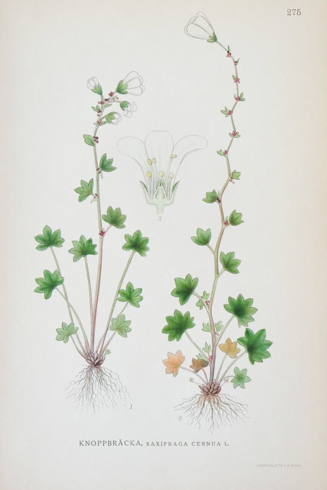 Antique Botanical Prints circa 1916-1926