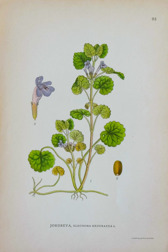 Antique Botanical Prints circa 1916-1926