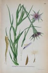 Antique Botanical Prints circa 1916-1926