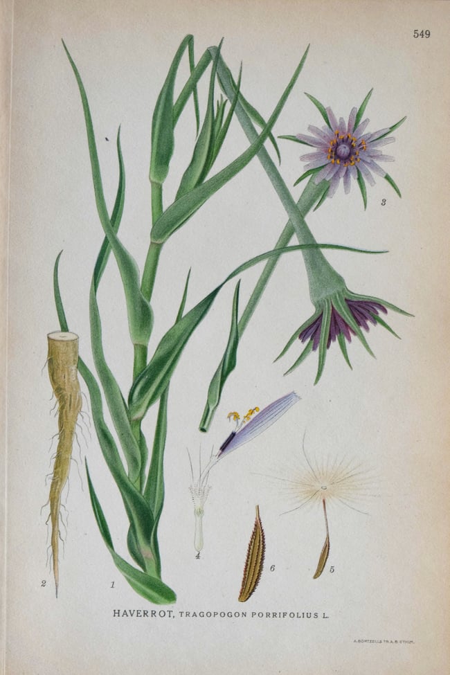 Antique Botanical Prints circa 1916-1926