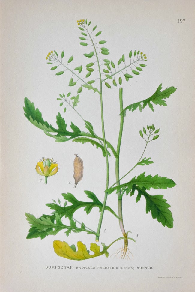 Antique Botanical Prints circa 1916-1926