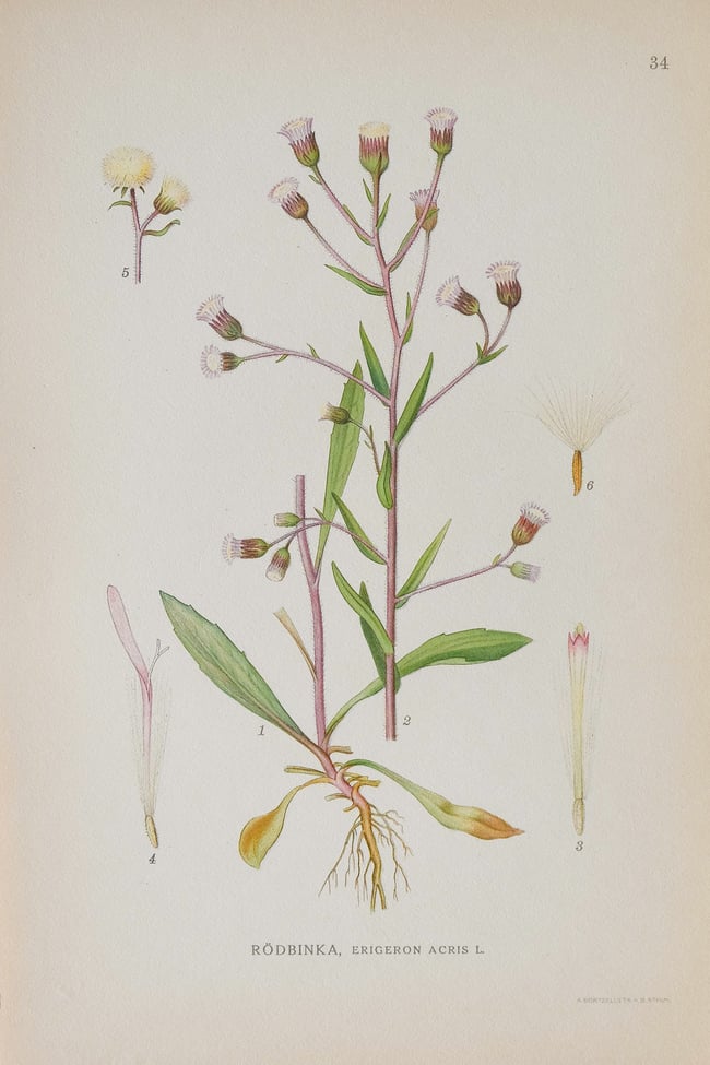 Antique Botanical Prints circa 1916-1926