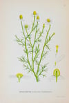 Antique Botanical Prints circa 1916-1926