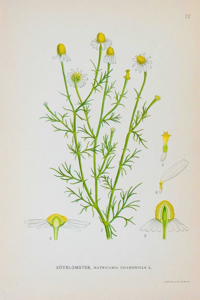 Antique Botanical Prints circa 1916-1926