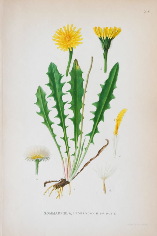 Antique Botanical Prints circa 1916-1926