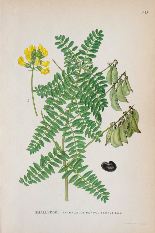 Antique Botanical Prints circa 1916-1926