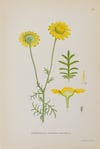 Antique Botanical Prints circa 1916-1926