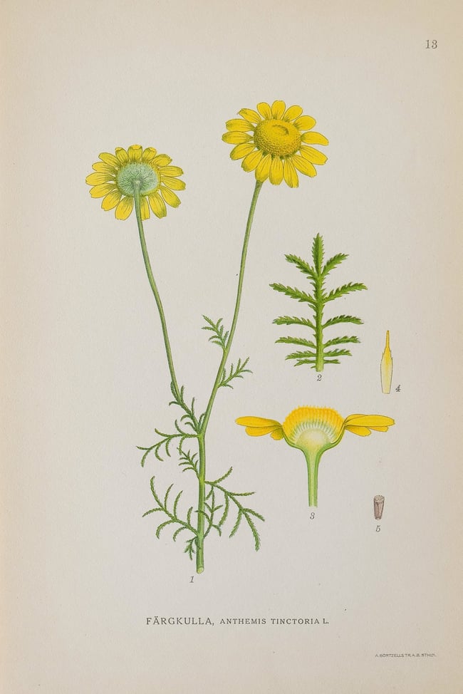 Antique Botanical Prints circa 1916-1926