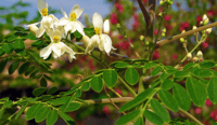 Image 2 of Moringa