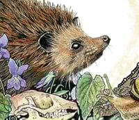 Image 2 of Coloured Hedgie