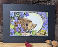 Image 3 of Coloured Hedgie