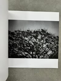 Image 2 of The Solitude of Ravens - Masahisa Fukase 