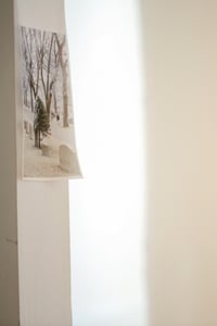 Image 4 of Perennials