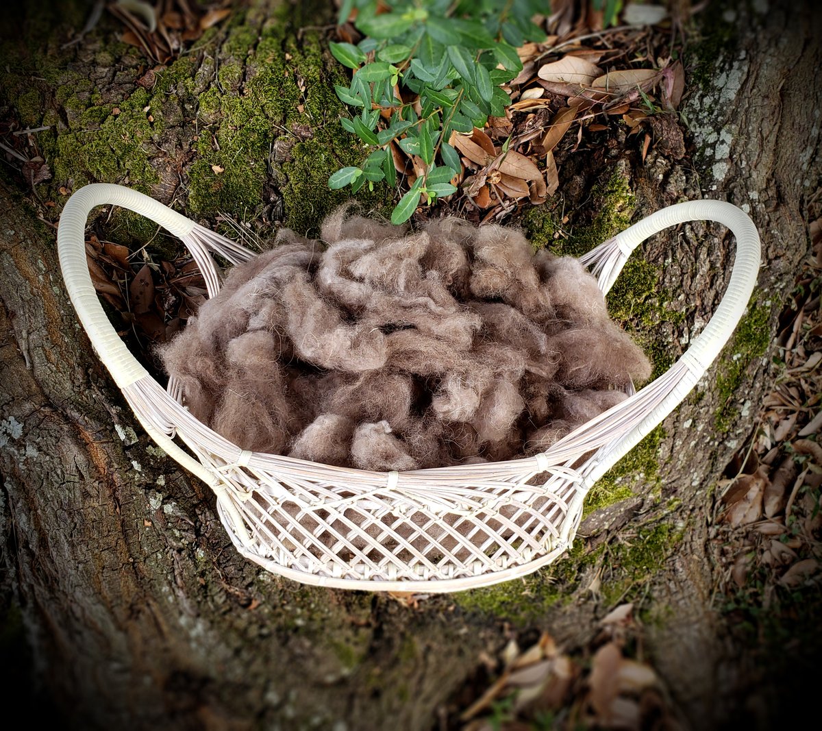 Image of Qiviut Fiber - Musk Ox Wool