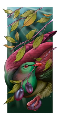 'Kereru' Fine Art Print