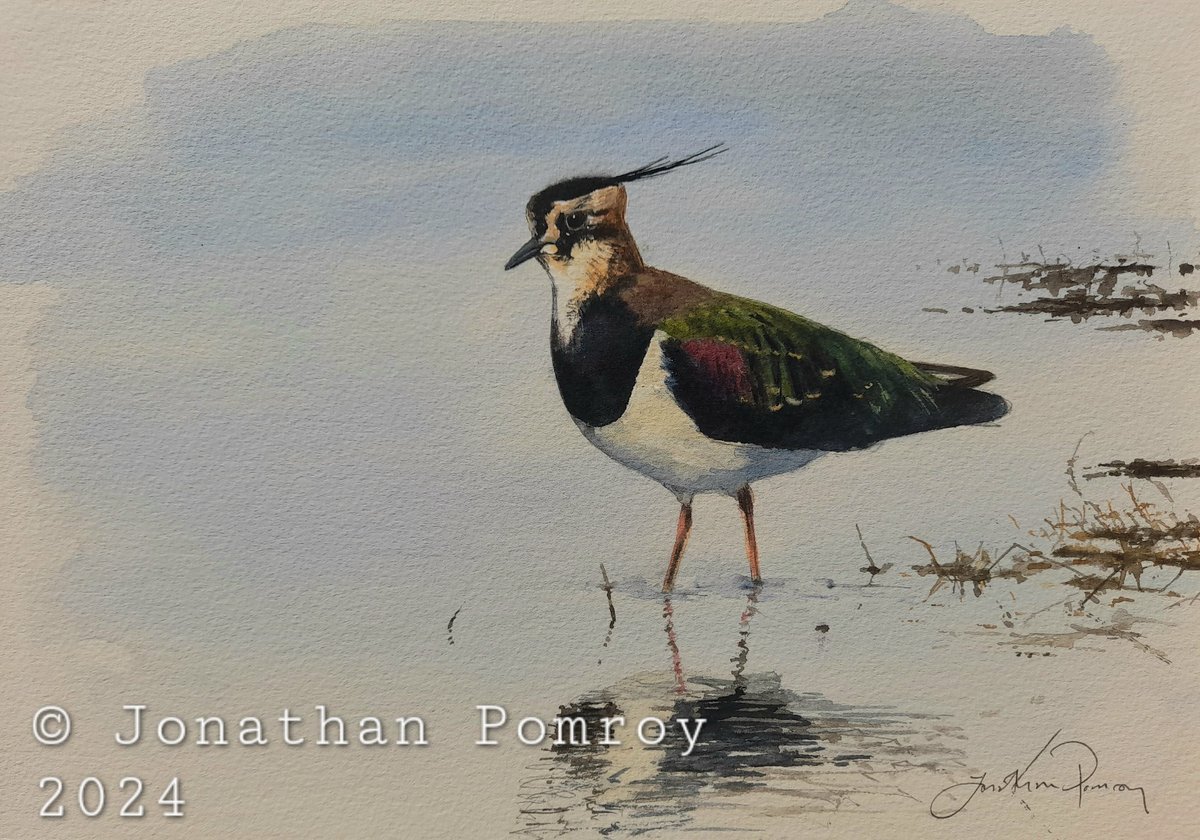 Image of New Lapwing in low winter sunshine