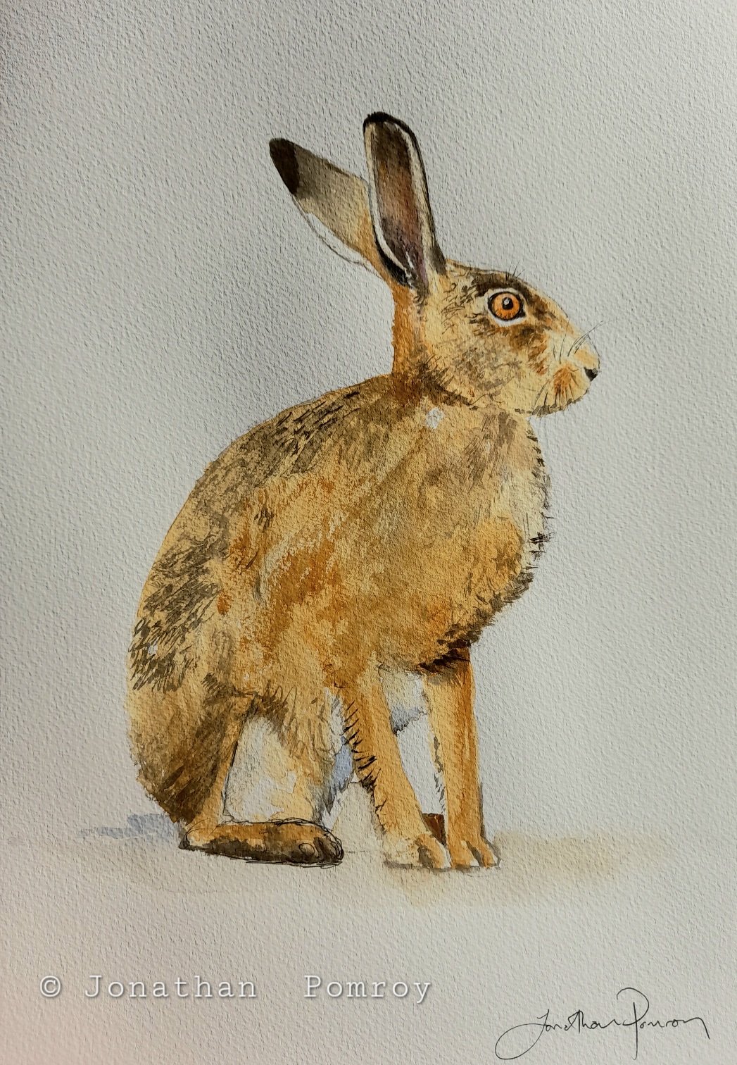 Image of Hare study