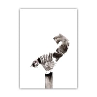 Image 1 of Print small kat 1