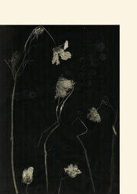Cosmos