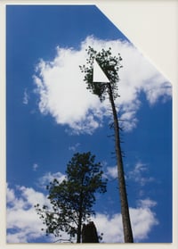 Image 1 of Limited Edition Print /  Pine Flag, 2024