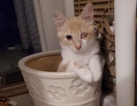 Image 2 of Flower Pot Bean