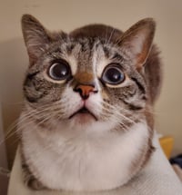 Image 2 of Space Catdet