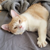 Image 2 of Purrito