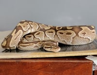 Image 2 of Boop the Snoot!