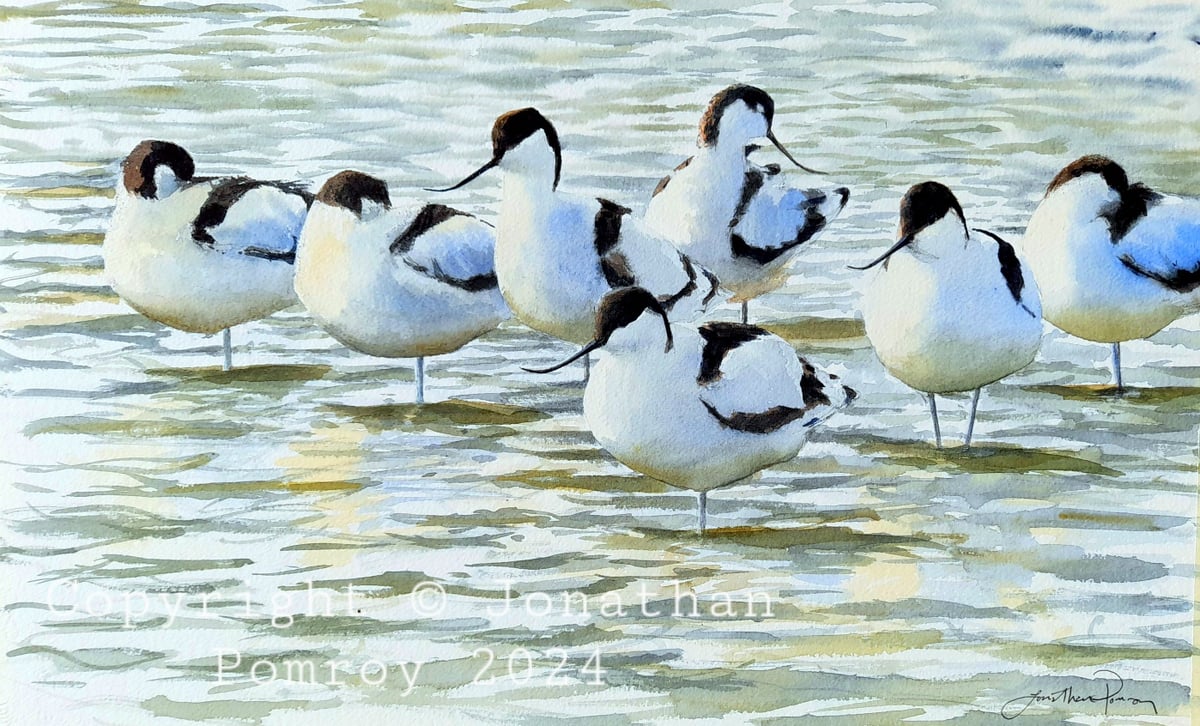 Image of Avocets at Cley, Norfolk 