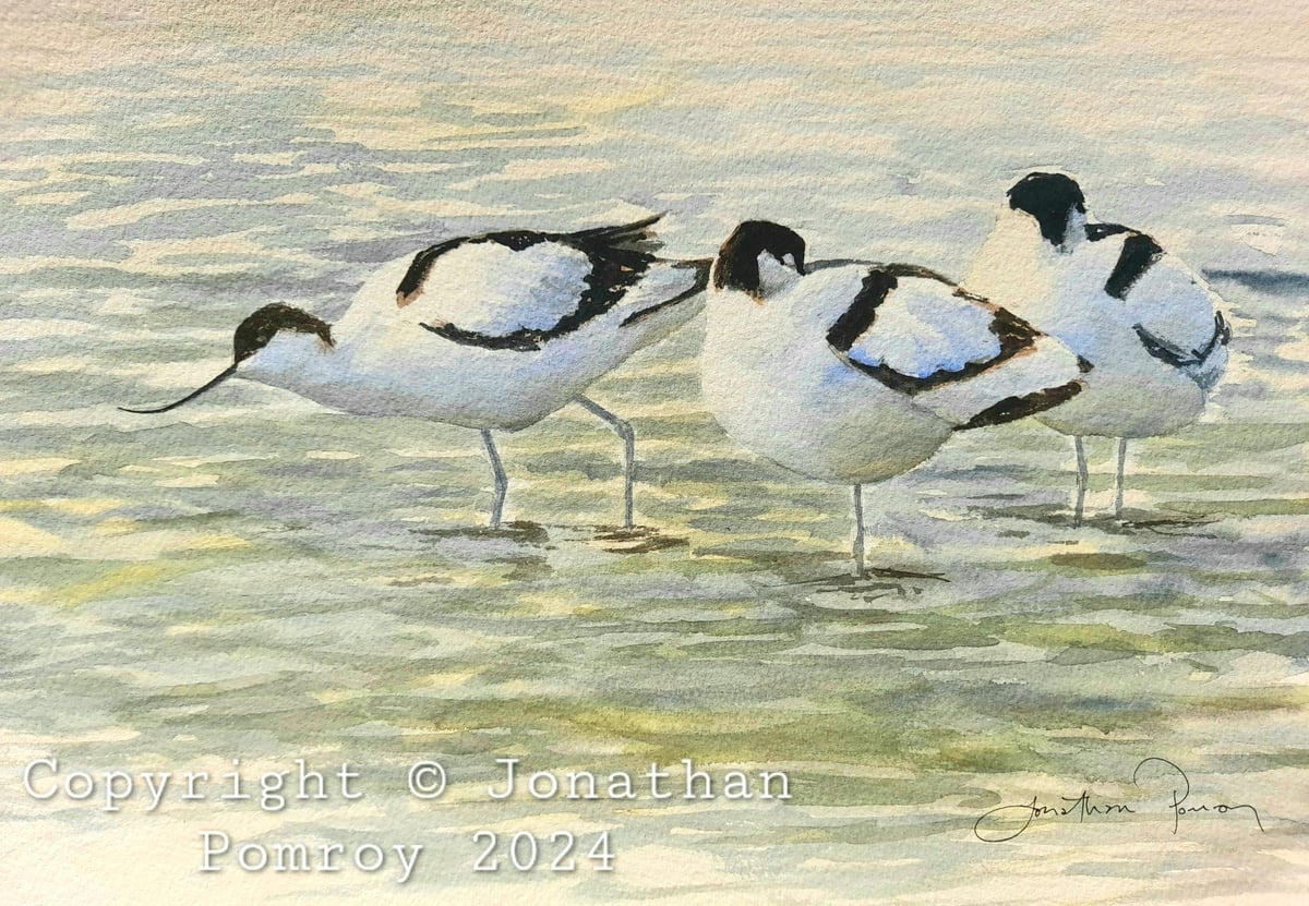 Image of NEW Avocets at Cley, Norfolk 