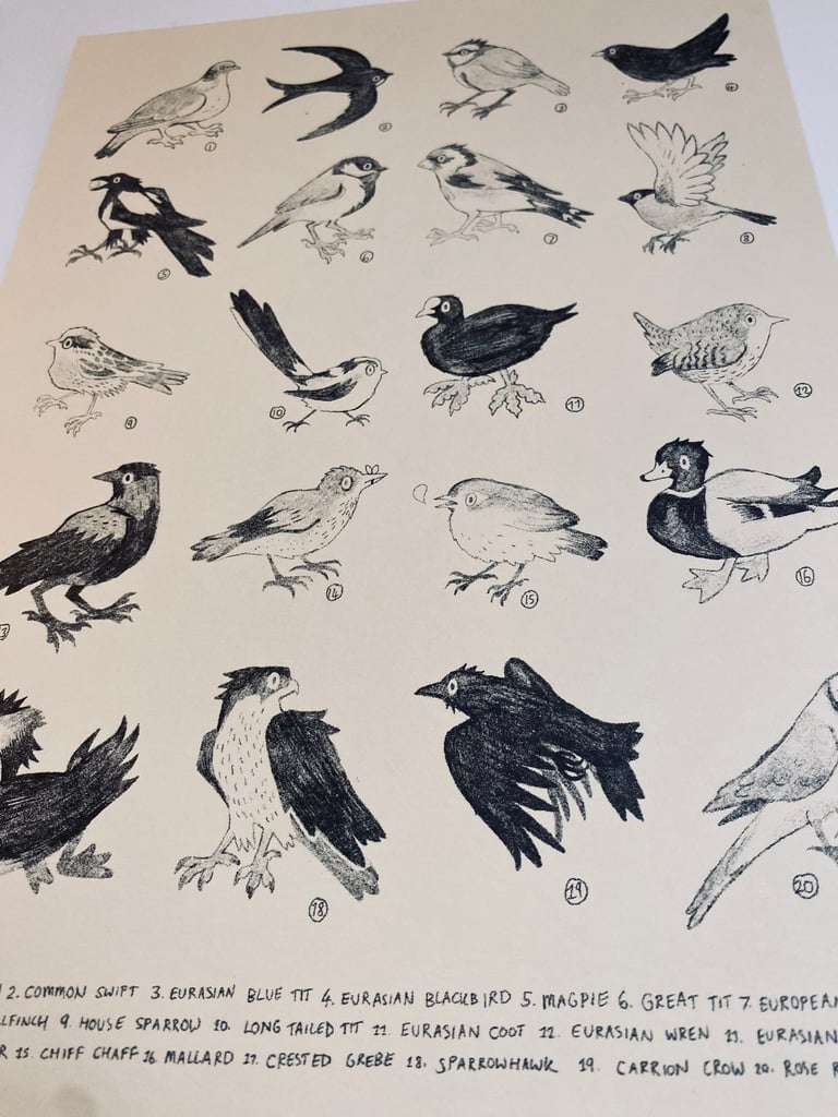 common birds a4 print Image 3