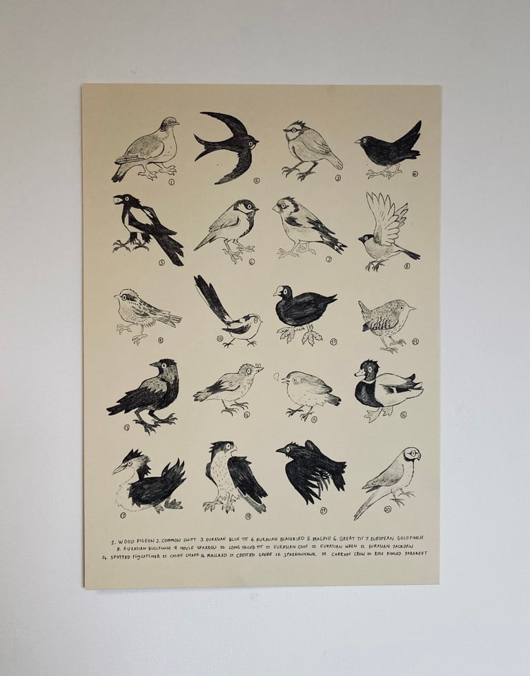 common birds a4 print