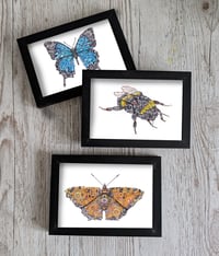 Image 1 of Framed Art Cards - BUGS - stocking fillers