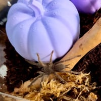 Image 2 of FHOS - Large Hides / Accessories 