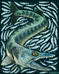 Barracuda and Anchovies