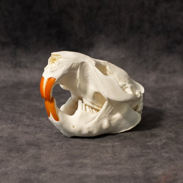 Image of Beaver Skull