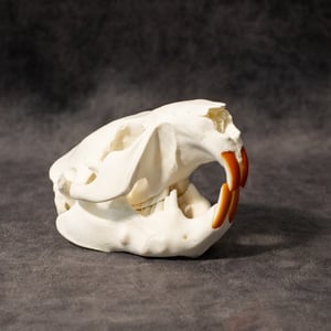 Image of Beaver Skull