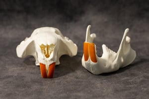 Image of Beaver Skull