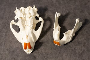 Image of Beaver Skull