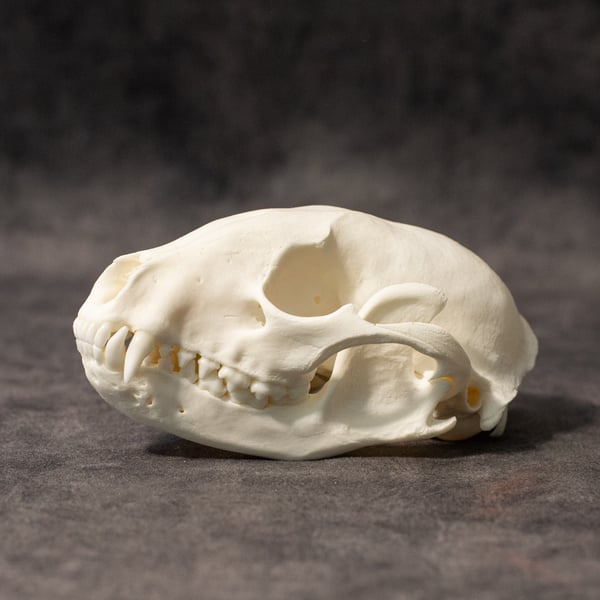 Image of Raccoon Skull 001