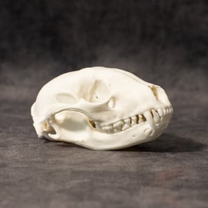 Image of Raccoon Skull 001